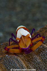 colorfull imperial shrimp by Cipriano (ripli) Gonzalez 